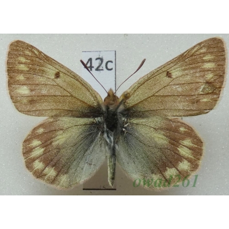 Colias cocandica Erschoff, 1874 Tadjikistan42c